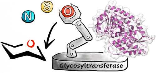 Glycosyltransferase enzyme engineering